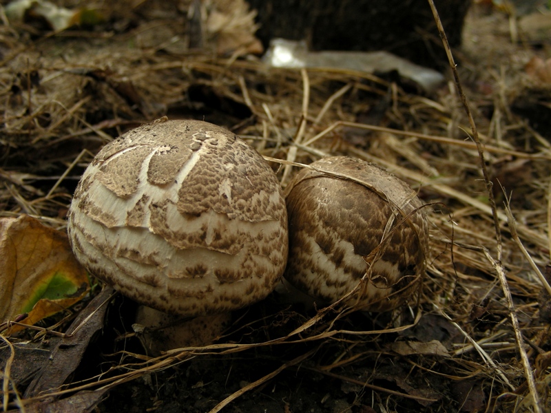 Agaricus da determinare